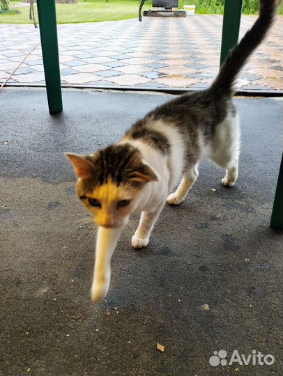 Кошка