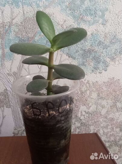 Толстянка (денежное дерево)