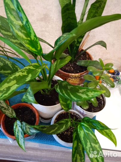 Комнатные цветы