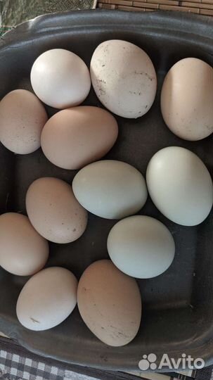 Домашние куриные яйца