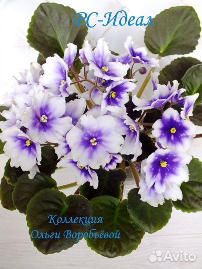 Цветущие фиалки