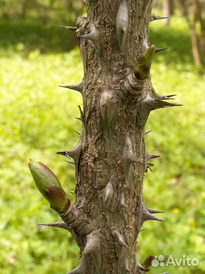 Аралия Маньчжурская от Земли Леопарда двфо