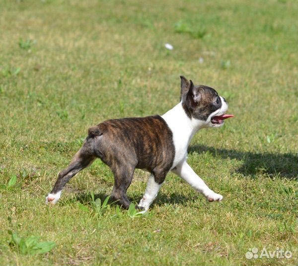 Бостон терьер девочка