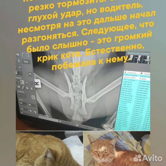 Молодой котик