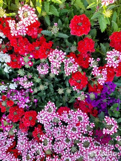 Вегетативная вербена