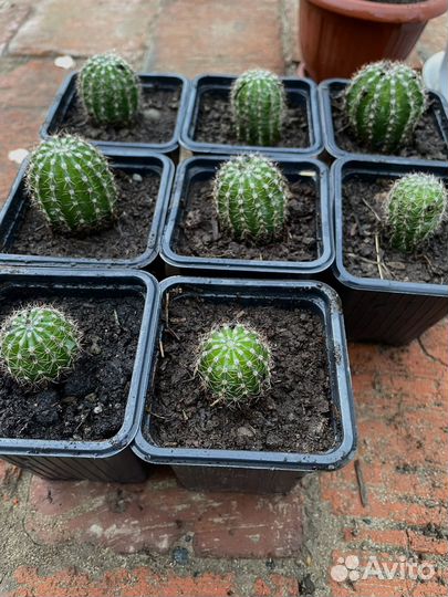 Кактус эхинопсис