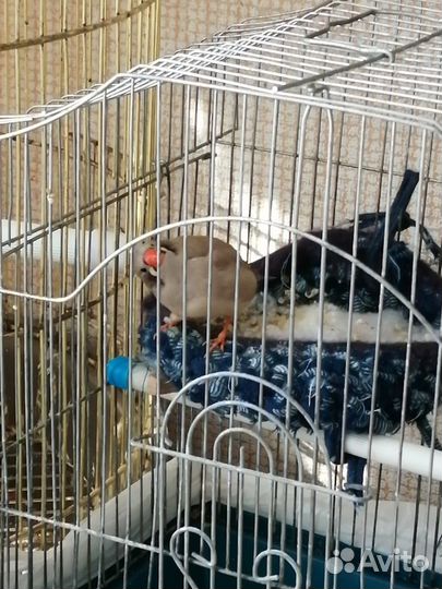 Продам птиц амадины зебровые