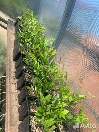 Рассада Глициния