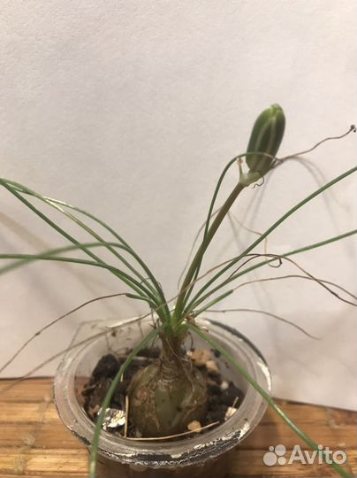 Суккулентное луковичное растение мини