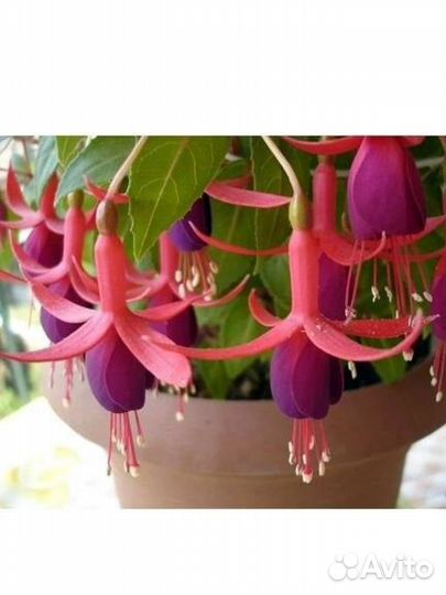 Фуксия, Клеродентрум комнатные цветы