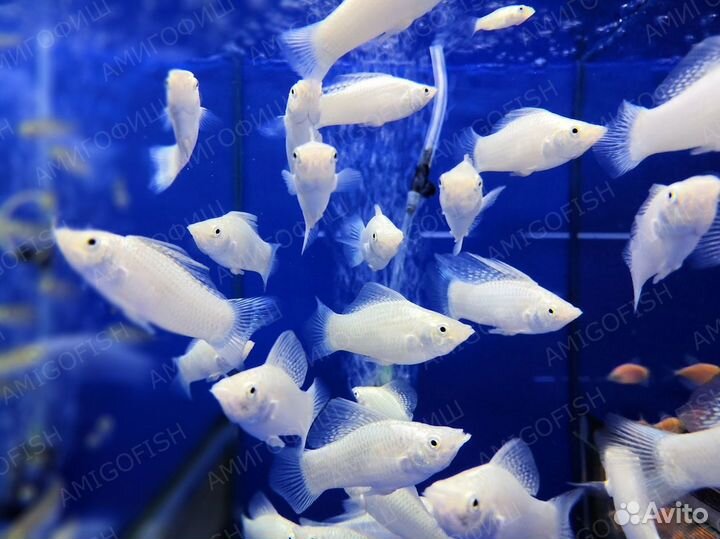 Моллинезия Велифера белая или Парусная Моллинезия