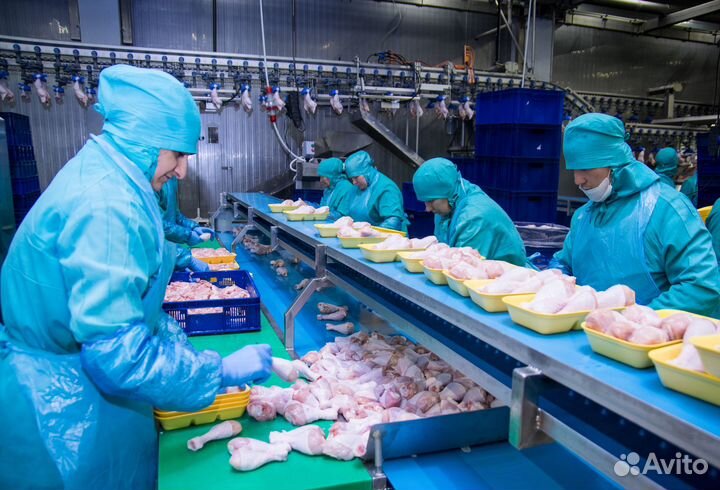 Оператор линии на Птицефабрику/Вахта