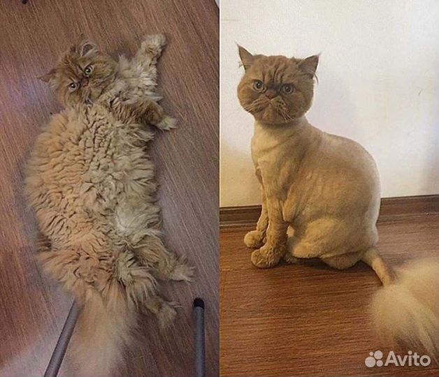 Груминг кошек