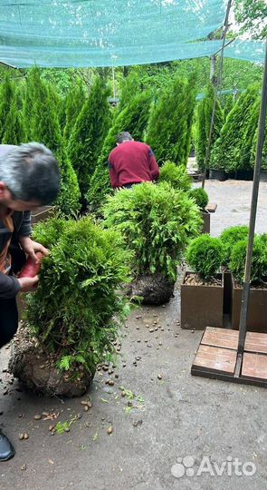 Туя Смарагд для живой изгороди