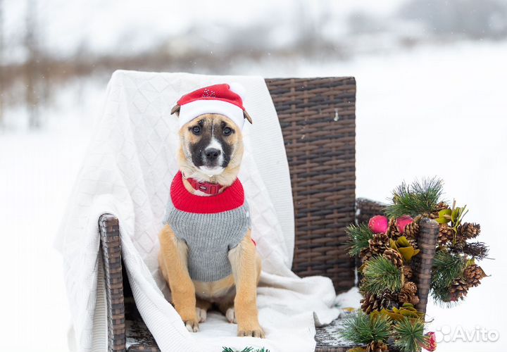 Щенок девочка ищет дом