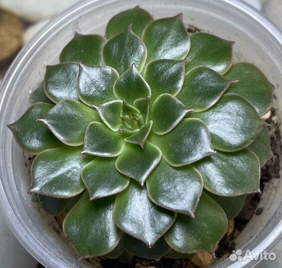 Суккуленты