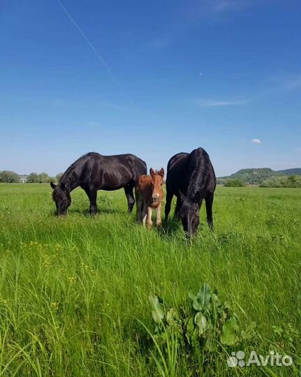 Лучшее органическое удобрение