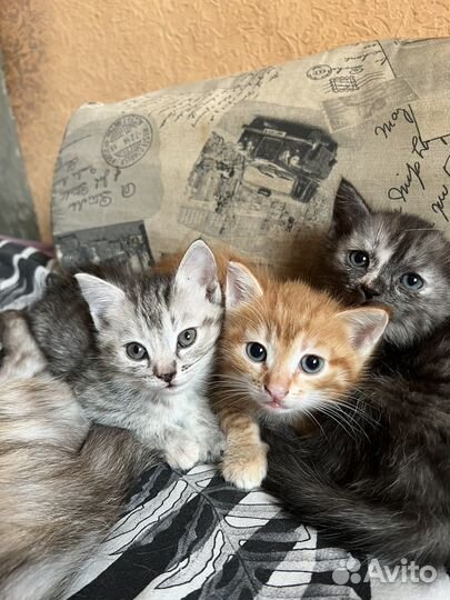 Котята в добрые руки