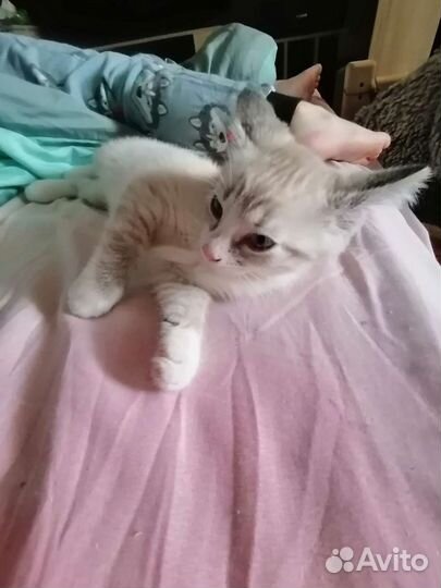 Котенок девочка