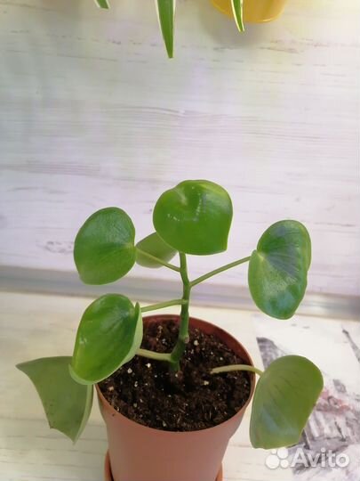 Комнатные цветы (16.03.24 обнавлен)