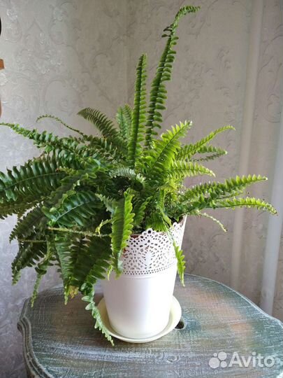 Папоротник нефролепис Бостон компакта