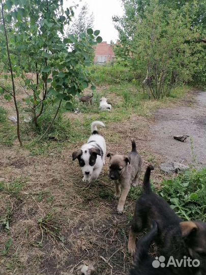Щенки в добрые руки