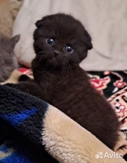 Шотландские котята