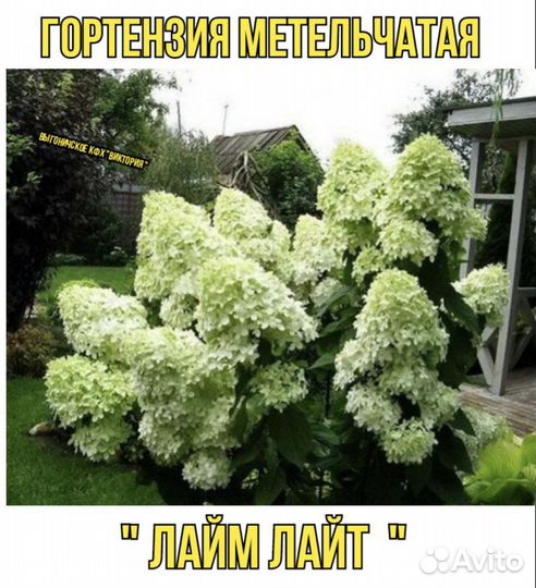 Гортензия метельчатая