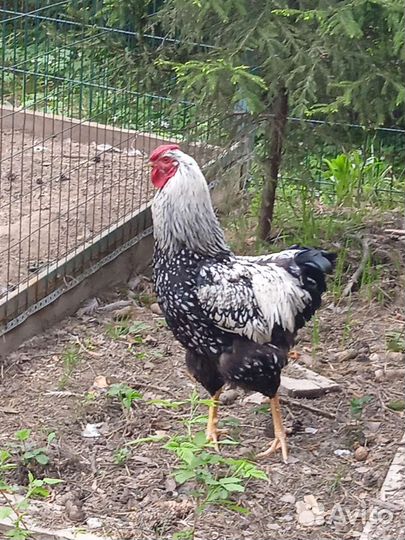 Петухи на выбор