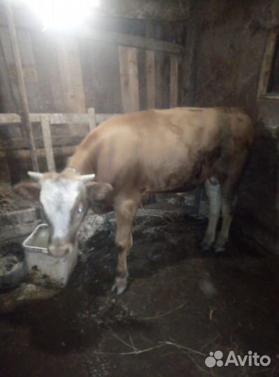 Коровы и быки