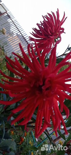 Георгины клубни