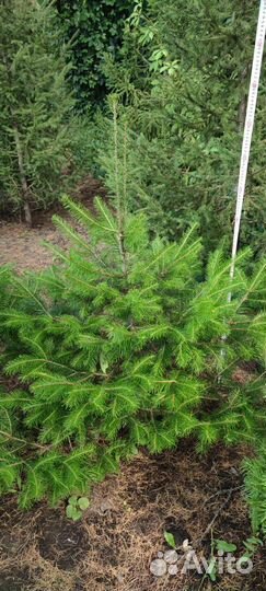 Саженцы ель голубая Глаука, тополь пирамидальный