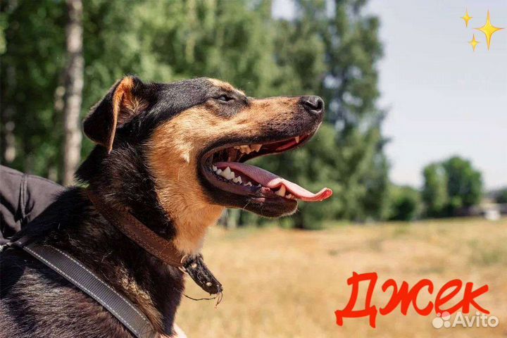 Собака в добрые руки