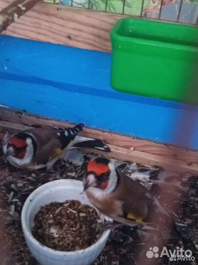 Продам щеглов. Арамиль