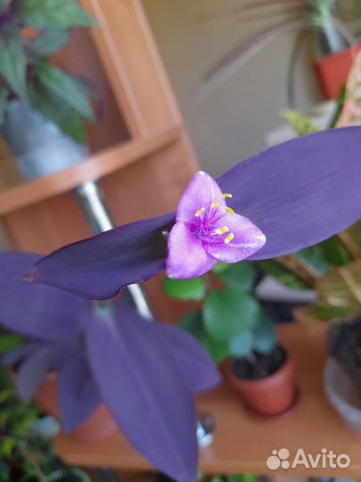 Традесканции