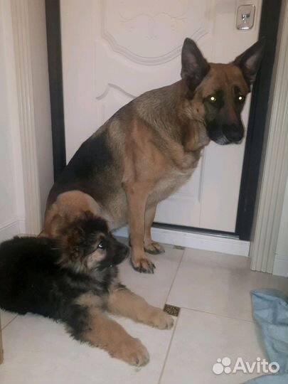 Щенки Дворняжки в дар по договору