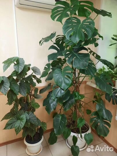 Диффенбахия, бегония, молочай Миля