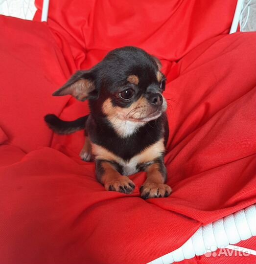Чихуахуа девочка