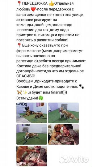 Дрессировка и Передержка собак