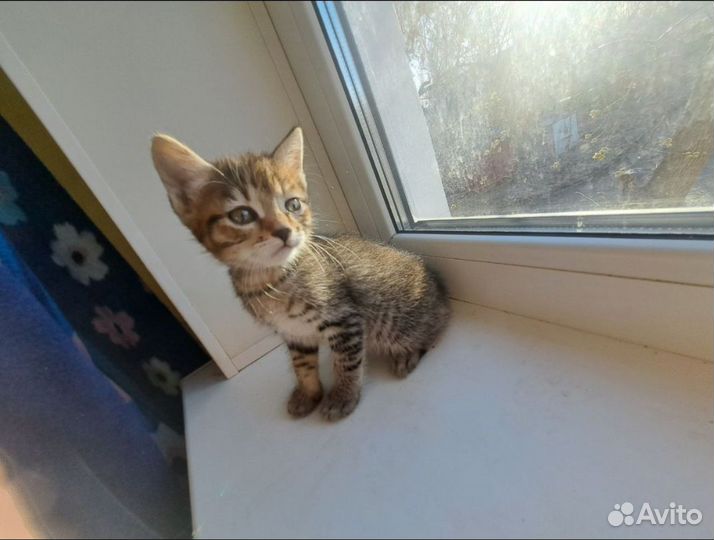 Девочка курильский бобтейл