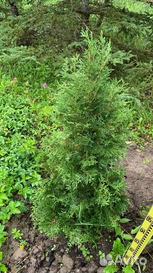 Туя брабант