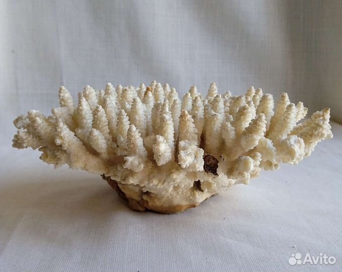 Морские кораллы