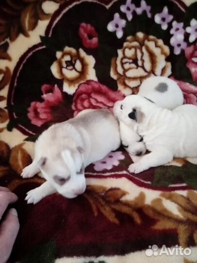 Щенки Хаски