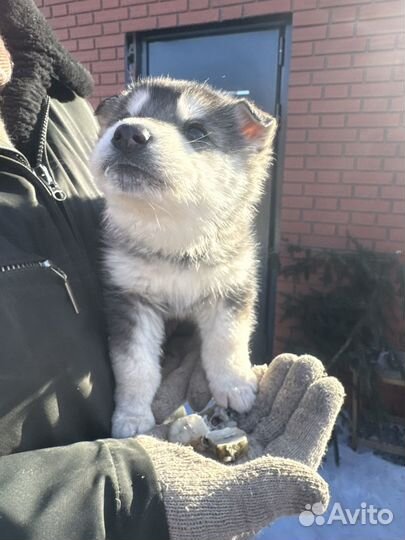 Отдам щенка в добрые руки