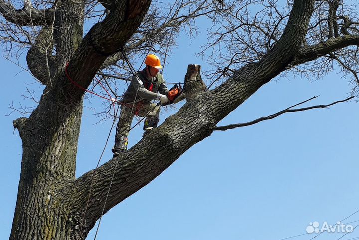 Спил деревьев