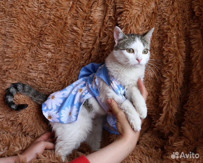 Кошка 1 год