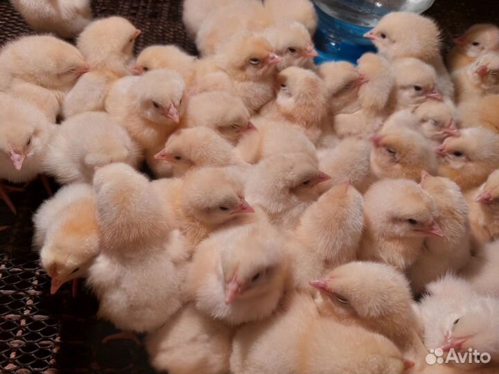 Гусята,цыплята,утята, муларды, бройлеры, индюшата