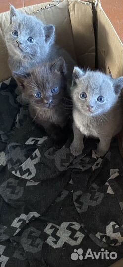 Котята