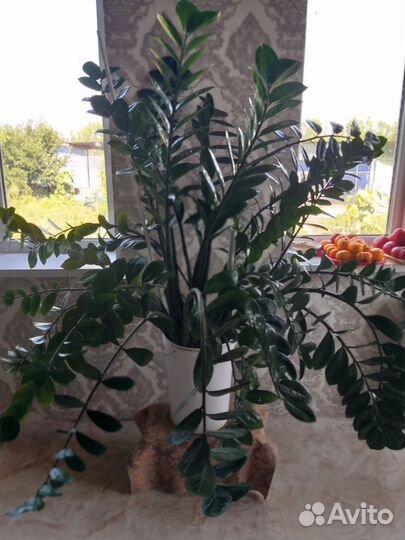 Замиокулькас цветет долларовое дерево