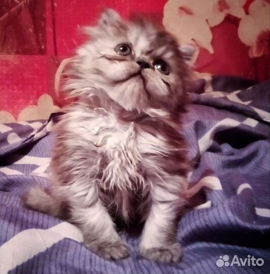 Персидский котёнок